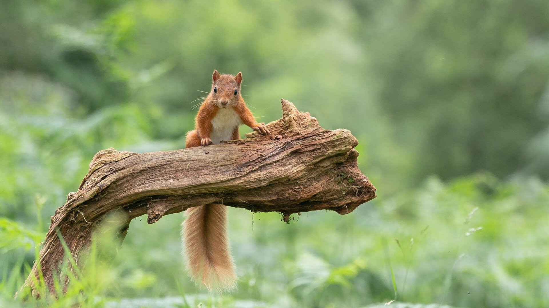 扩展思维后拟定的文章标题