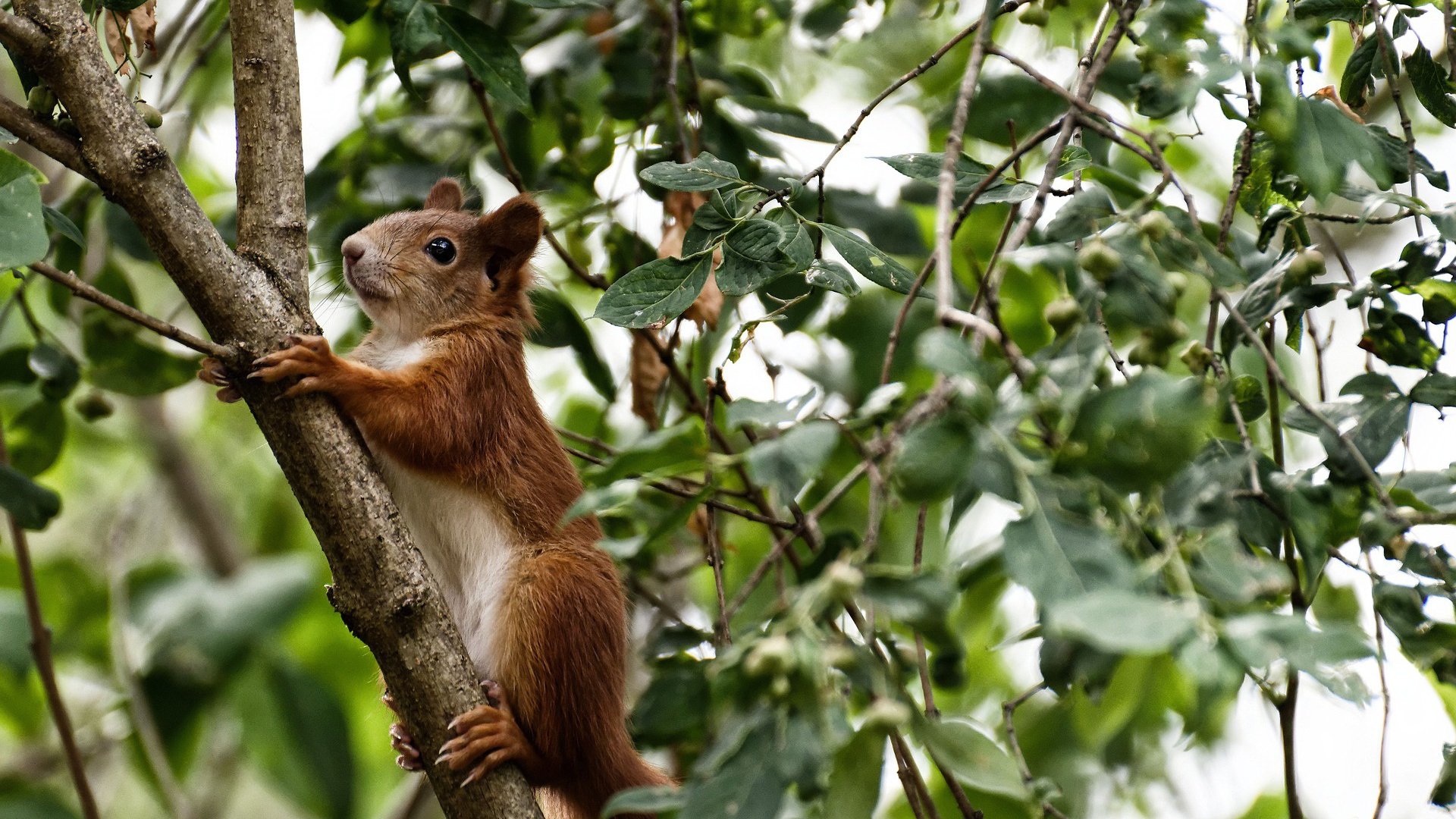 棋盘上的逆袭，梅赛德斯惊天逆转哈斯，佩雷兹绝地反击惊艳全场