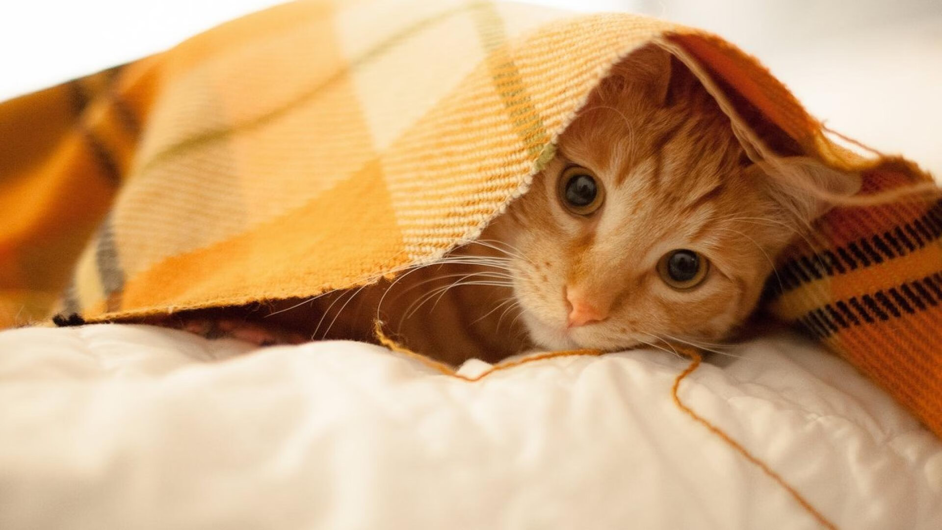 东契奇单骑难敌爵士铁壁，火箭主场再遭压制