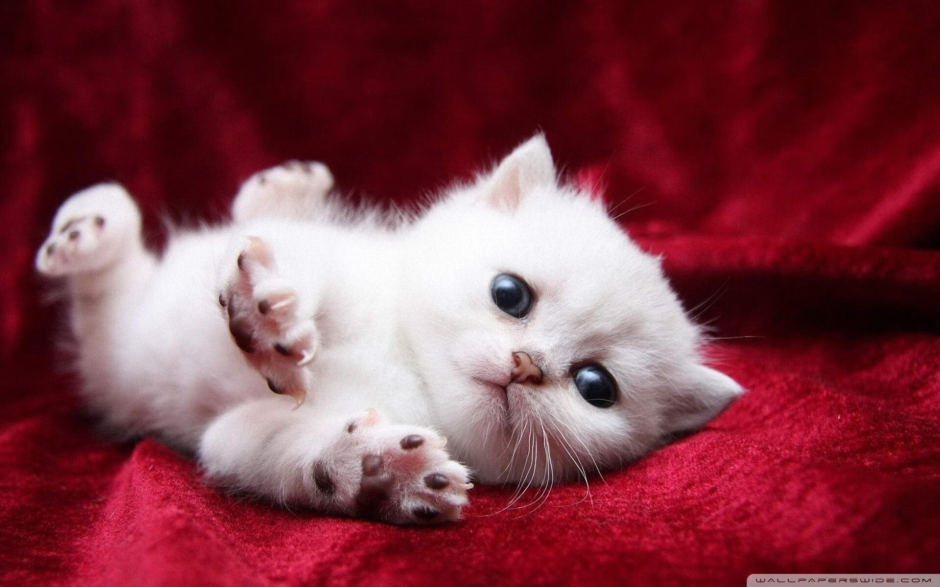 猛龙出闸撕碎广厦铁阵，米切尔50分诠释完美定义