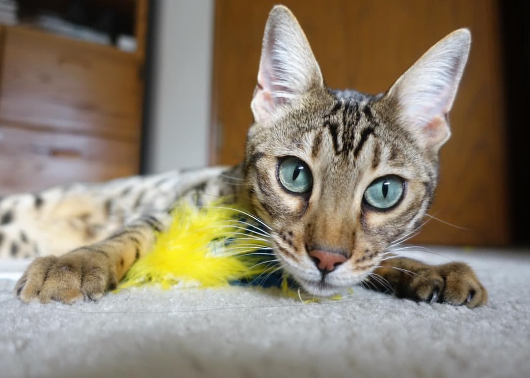 贝恩关键时刻的崛起,浙江队险胜广东队的惊魂一战