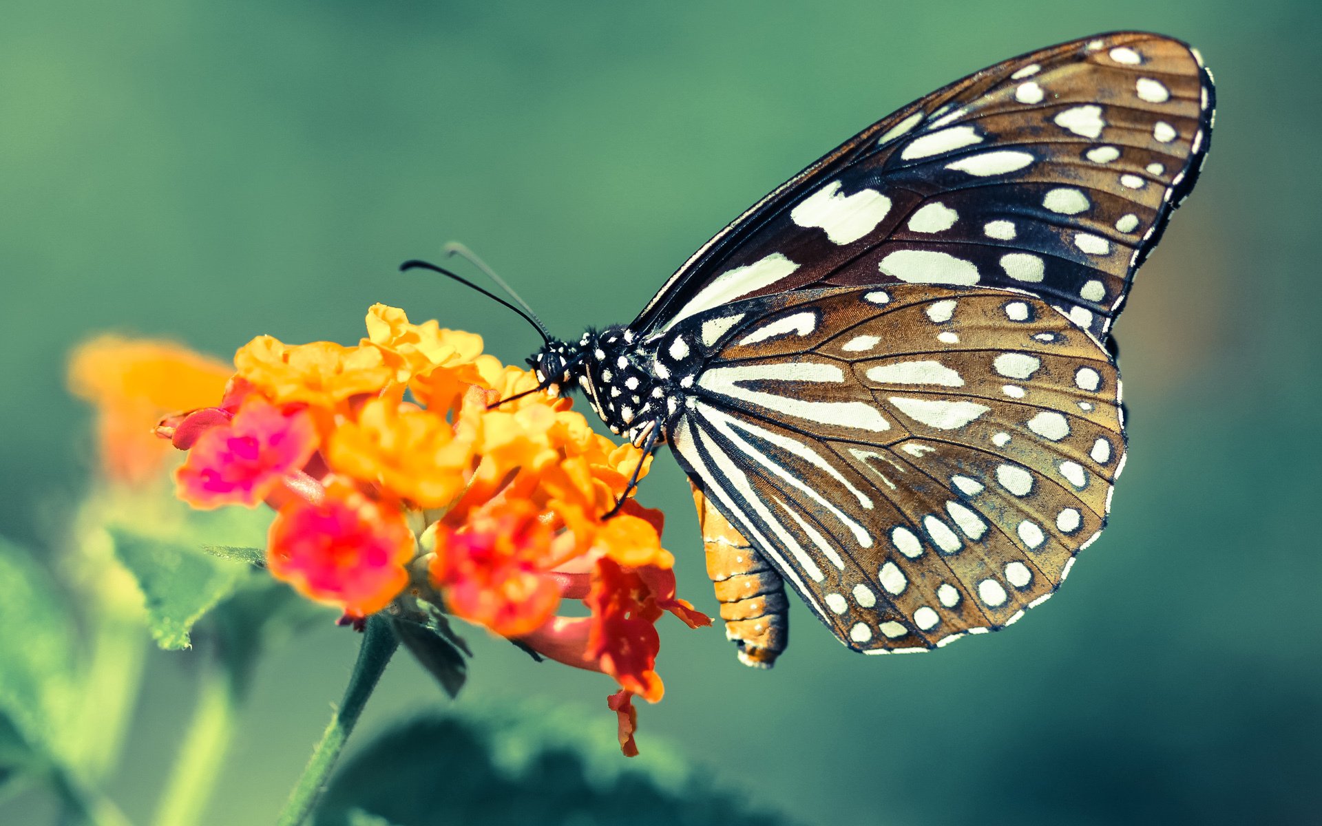 奥运周期关键战，阿尔及利亚足球的利物浦级胜利，稳稳拿下焦点战