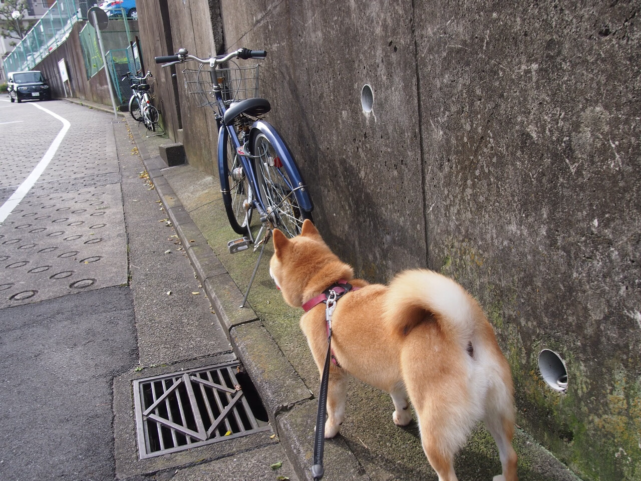 攻防一体！哈利伯顿统治赛场，勇士轻取活塞
