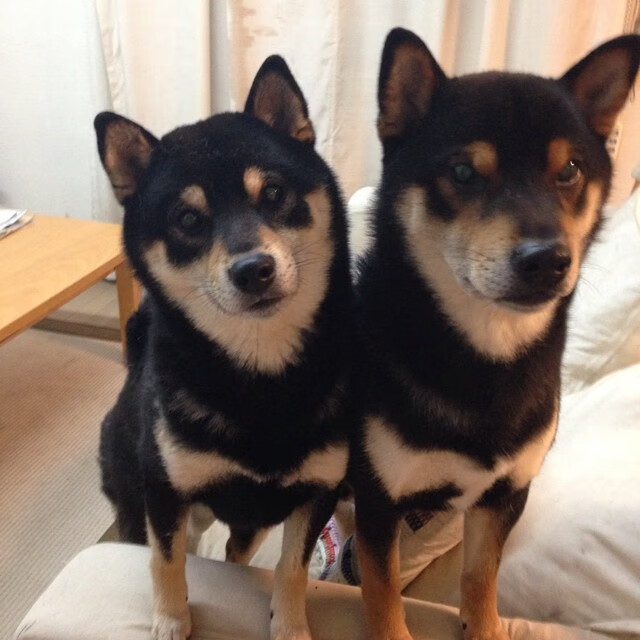 西亚卡姆，黄蜂攻防转换的引擎，摧毁辽宁队防线的关键力量